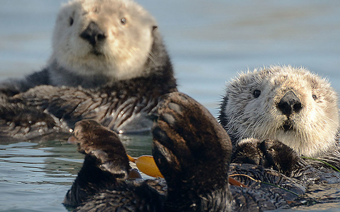 QNews Sea Otters At Shedd  Aquarium  Q1067